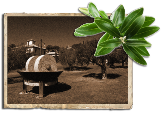 Presse olive